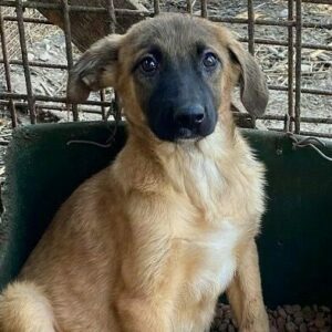 BLAISE (♂) - vermittelt JW