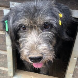 ANNI (♀) - ausgereist zum TST Rösrath