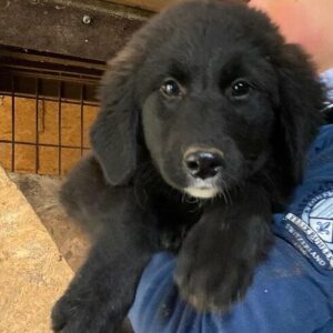 PUMI (♀) - auf PS im PLZ Bereich 66 (JW) - vermittelt