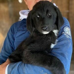 CHARLINE (♀) - vermittelt MH