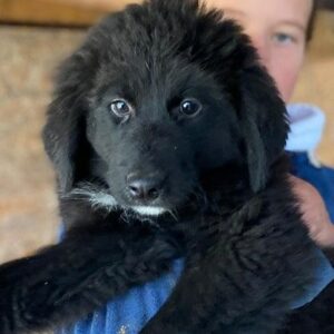 WHITNEY (♀) - ausgereist zur Hundescheune Fläming