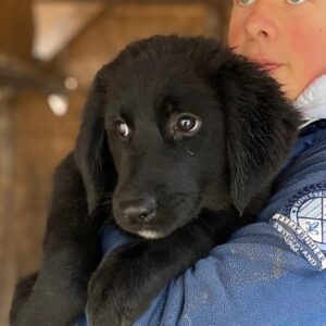 SHANIA (♀) - ausgereist zur Hundescheune Fläming