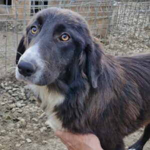 CELIA (♀) - reserviert Tierhilfe Lebenswert DR - vermittelt 08.11.24