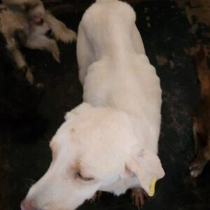 FLÖCKCHEN(♀) - ausgereist zu Vierbeiner in Not