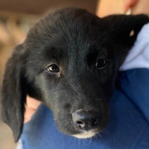 FADO (♂) - ausgereist zur Hundescheune Fläming