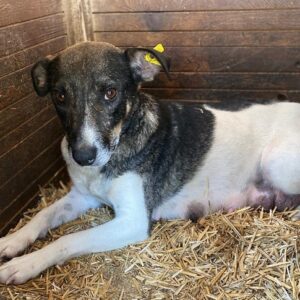 ZYRA (♀) - ausgereist zum TH Iserlohn (AL)