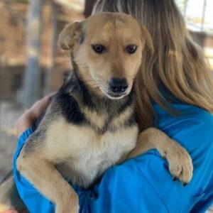 ZARI (♀) - ausgereist zum TST Rösrath (AL)