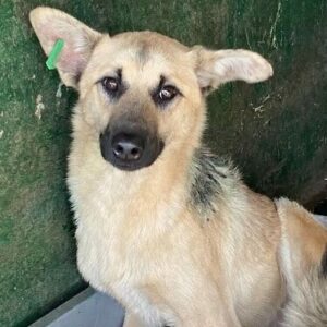 KOLJA (♂) - NOTFALL - große Bisswunde im Nacken - zu dünn