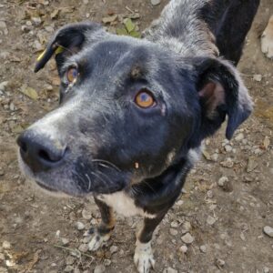 FRIEDL (♂) - vermittelt NH