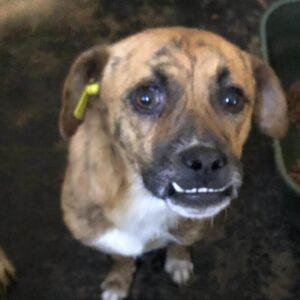 CARMELO (♂) - ausgereist zu Step by paw