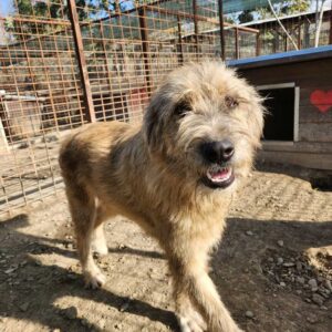 GASPAR (♂) - ausgereist zur Tierhilfe Lebenswert DR 11.04.25