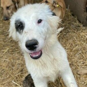 BERNARD (♂) - vor Ort vermittelt 02/2025