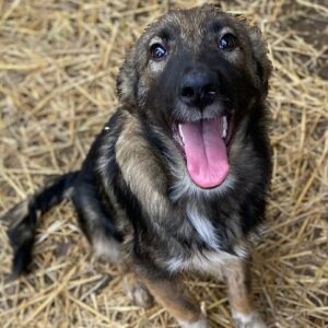 JOSI (♀) - auf PS im PLZ Bereich 61 *ausgereist*