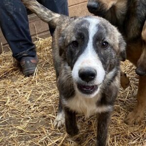 AIANA (♀) - auf PS im PLZ Bereich 74 (NE) *ausgereist* - vermittelt