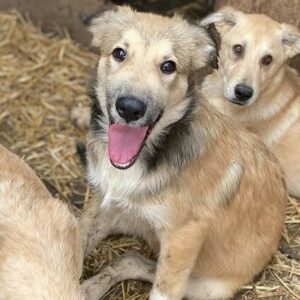 JAMINO (♂) - ausgereist zur Hundescheune Fläming