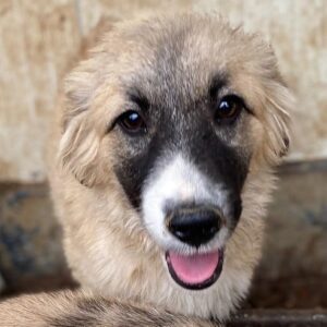 TAMALA (♀) - vermittelt MH