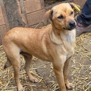 MARTJE (♀) - ausgereist zu Tiere in Not Odenwald e.V. (PM)