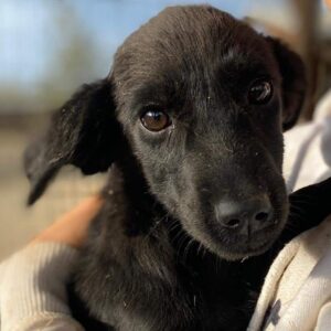 TALAYA (♀) - auf PS im PLZ Bereich 53 - vermittelt