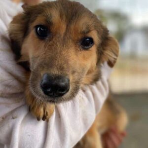 ANNORA (♀) - ausgereist zu Kathleen Müller