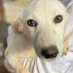 ANCHO (♂) - auf PS im PLZ Bereich 92 - vermittelt