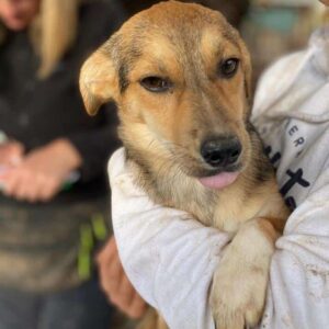 CARMINA (♀) - ausgereist zum TST Rösrath (AL)