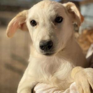 FINNIAN (♂) - ausgereist zum TST Rösrath