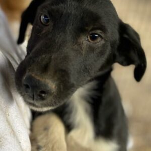 COCCO (♂) - ausgereist zur Schäferhundrettung e.V.