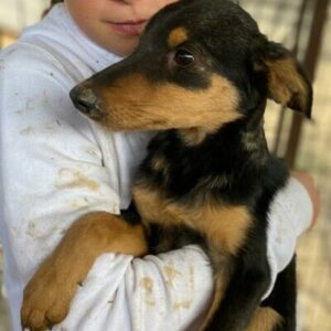 GRETLI (♀) - auf PS im PLZ Bereich 67 - vermittelt