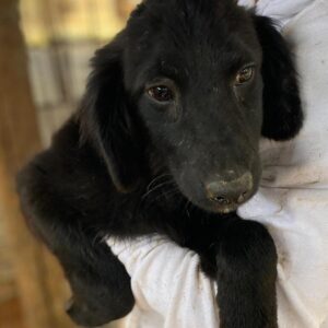 MACARON (♀) - RBB 12/24