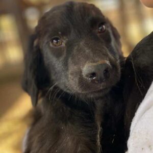 REKSIO (♂) - vermittelt BD