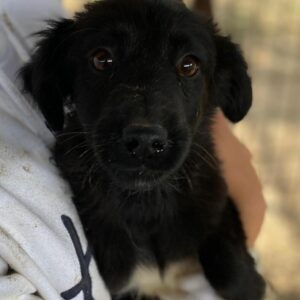 INYAN (♂) - auf PS im PLZ Bereich 92 - vermittelt