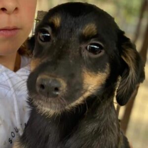 FIONN (♂) - ausgereist zu TINO