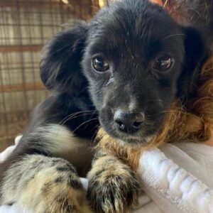 AURELEE (♀) - auf PS im PLZ Bereich 21 - vermittelt