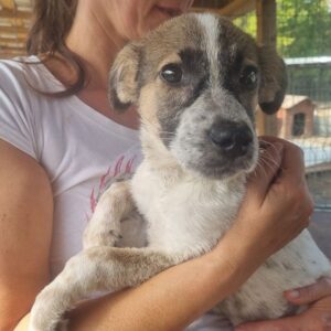 MARLIA (♀) - Dreibein auf PS im PLZ Bereich 18 *ausgereist* - vermittelt