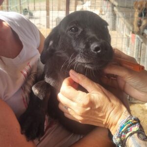 FIEGE (♂) - ausgereist zum TST Rösrath