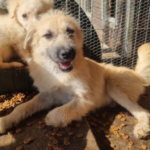 FLAUSCHI (♂) - Dreibein auf PS im PLZ Bereich 18 - vermittet