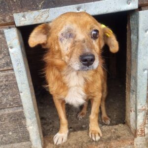 RUFUS (♂) - ausgereist zu Vierbeiner in Not