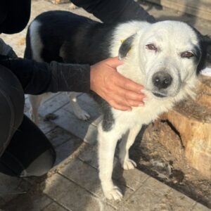 CAPRIO (♂) - auf PS im PLZ Bereich 64 (NE) *ausgereist*