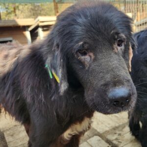 TULOK (♂)- ausgereist zu Vierbeiner in Not