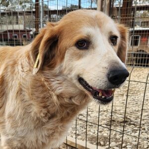 LONA (♀) - ausgereist zur Tierhilfe Lebenswert DR 31.01.25