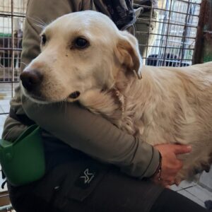 MELODIE (♀) - viel zu dünn (10/24) - ausgereist zur Tierhilfe Lebenswert DR 22.11.24