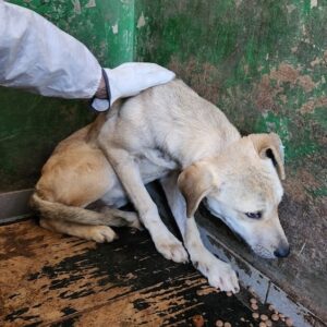 GELI (♀) - ausgereist zu Vierbeiner in Not (AL)