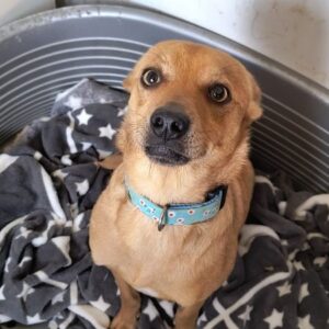 NIKO (♂) - ausgereist zur Tierhilfe Lebenswert DR 22.11.24