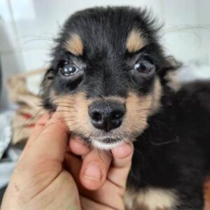 SKAI (♀) - ausgereist zur Tierhilfe Lebenswert