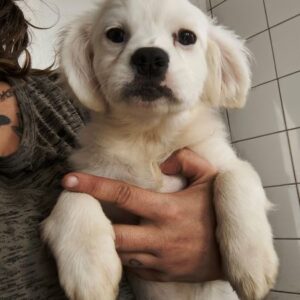 EMMIE (♀) - ausgereist zur Tierhilfe Lebenswert 06.12.2024