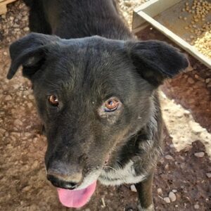 MACIS (♂) - seit mind- 2020 im Shelter - Hautprobleme