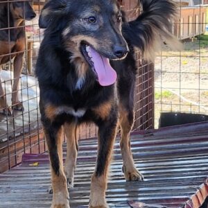 KALLE (♂) - ausgereist zur Tierhilfe Lebenswert DR 06.12.2024