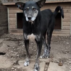 GUISEPPA (♀) - seit mind. 2022 im Shelter