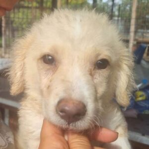 IDEFIX (♂) - RBB 11/24