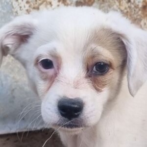 TUBI (♂) - auf PS im PLZ Bereich 39 - vermittelt